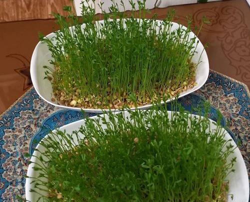 عکس مراحل کاشت سبزه