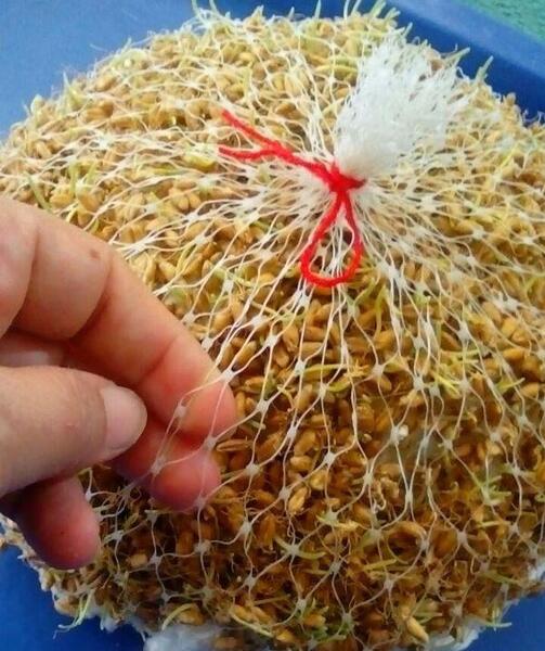 عکس از مراحل کاشت سبزه