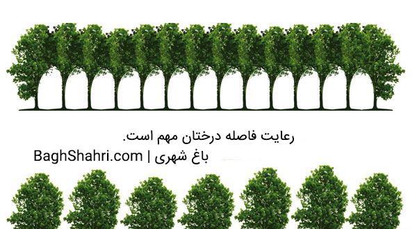 عکس مراحل کاشت درخت