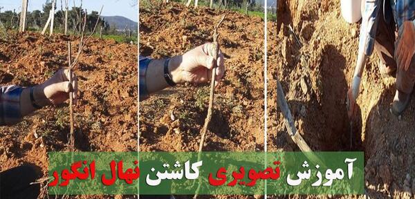 عکس مراحل کاشت درخت