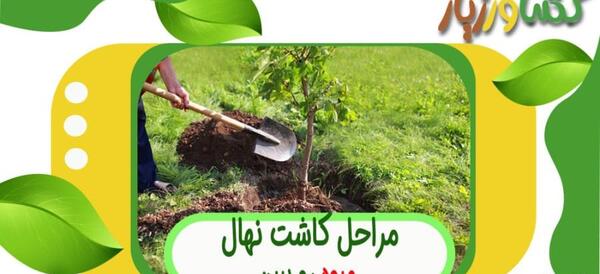 عکس مراحل کاشت درخت