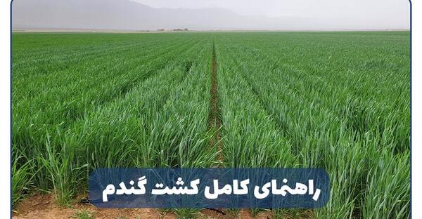 عکس مراحل کاشت داشت برداشت