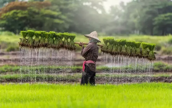 عکس نقاشی کاشت داشت برداشت