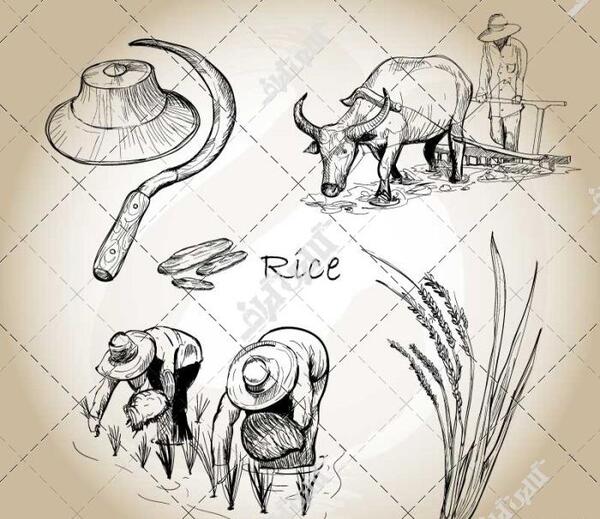 عکس نقاشی کاشت داشت برداشت