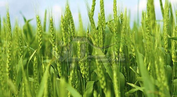 عکس نقاشی کاشت داشت برداشت