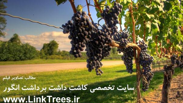 عکس در مورد کاشت داشت برداشت