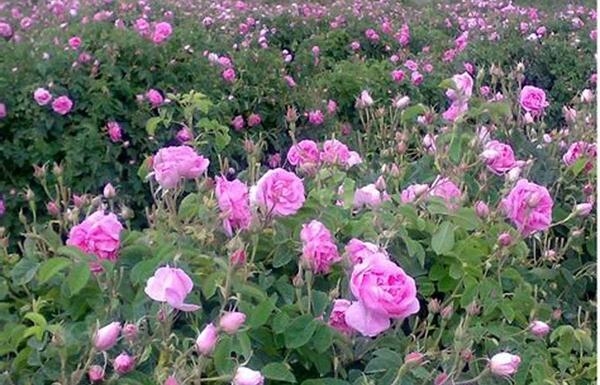 عکس در مورد کاشت داشت برداشت