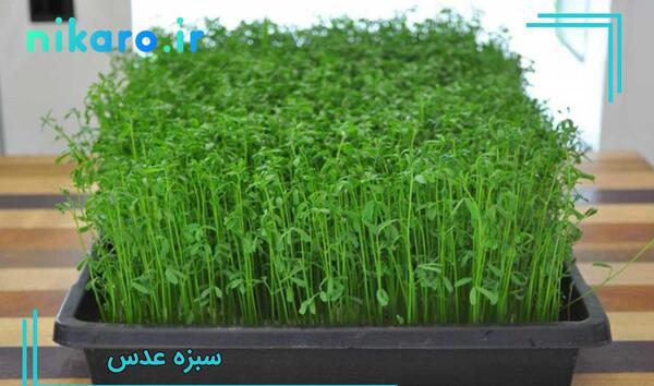 عکس کاشت دانه عدس برای مدرسه