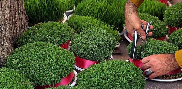 عکس کاشت دانه عدس برای مدرسه
