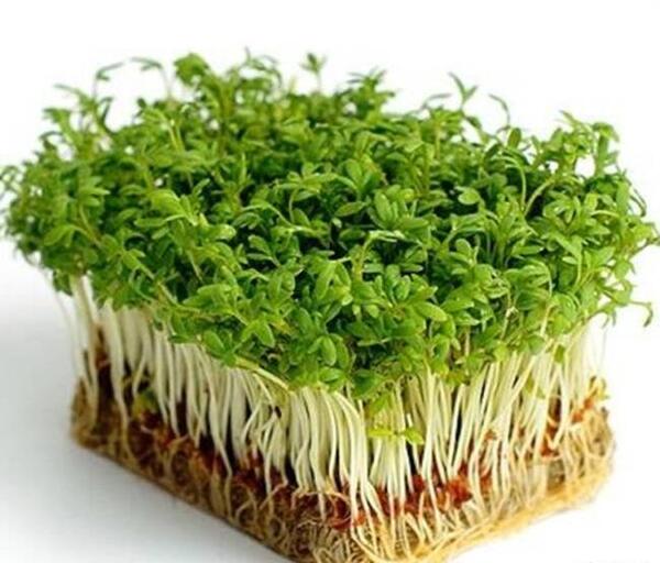 عکس کاشت دانه عدس برای مدرسه