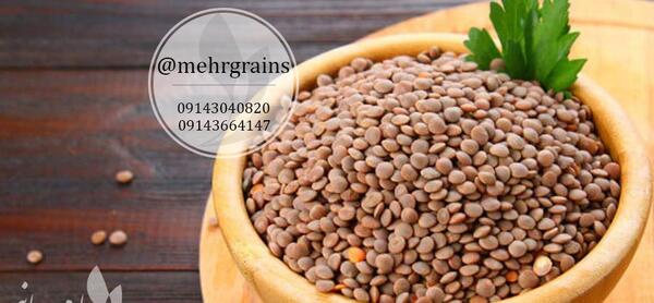 عکس کاشت دانه عدس برای مدرسه