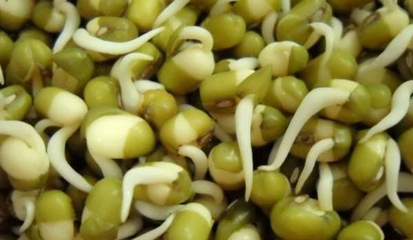 عکس کاشت دانه عدس برای مدرسه