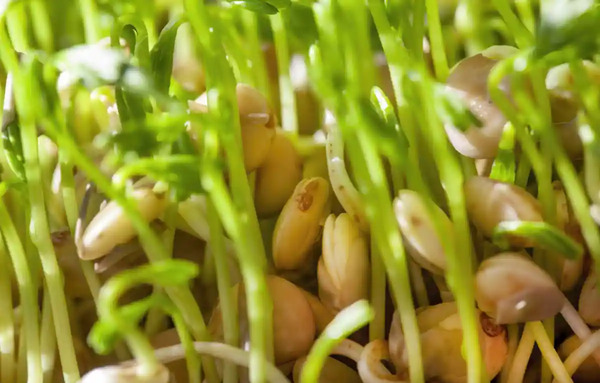 عکس کاشت دانه عدس برای مدرسه