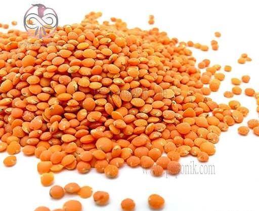 عکس کاشت دانه عدس برای مدرسه
