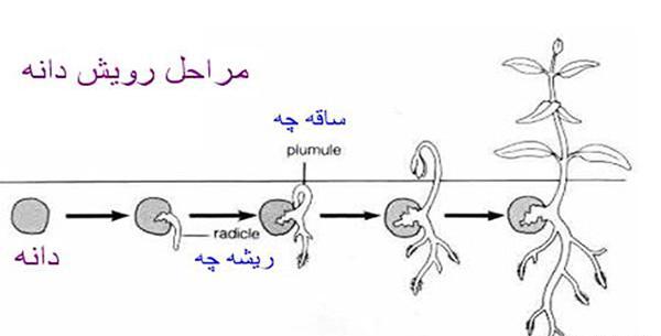 مراحل کاشت دانه لوبیا با عکس