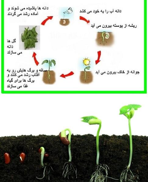 مراحل کاشت دانه لوبیا با عکس