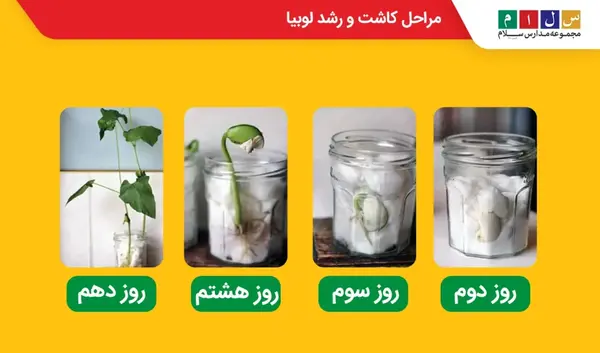 مراحل کاشت دانه لوبیا با عکس