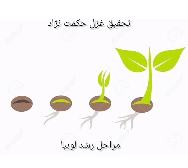 عکس مراحل کاشت دانه لوبیا
