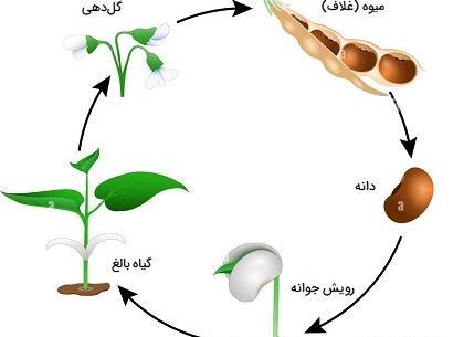 عکس مراحل کاشت دانه لوبیا
