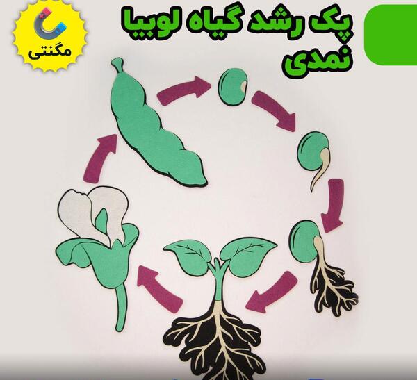 عکس مراحل کاشت دانه لوبیا