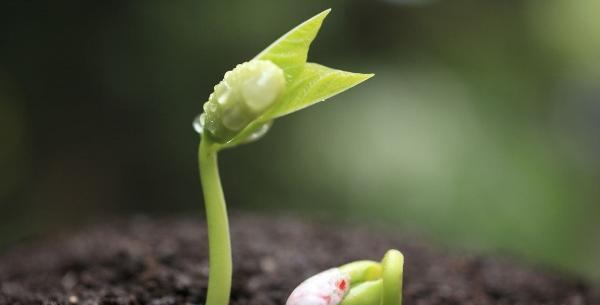 عکس مراحل کاشت دانه لوبیا