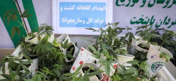 عکس کاشت خشخاش در گلدان