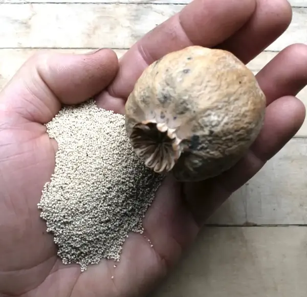 عکس کاشت خشخاش در گلدان
