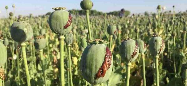 عکس کاشت خشخاش در گلدان