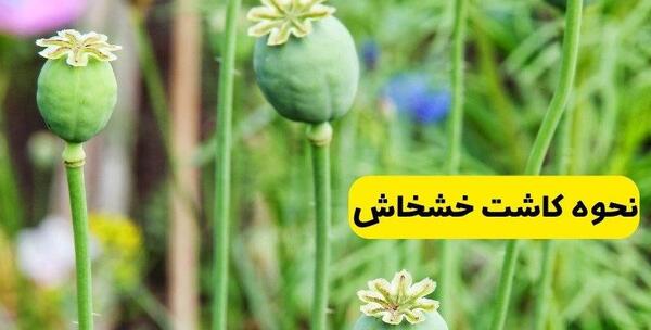 عکس کاشت خشخاش در گلدان