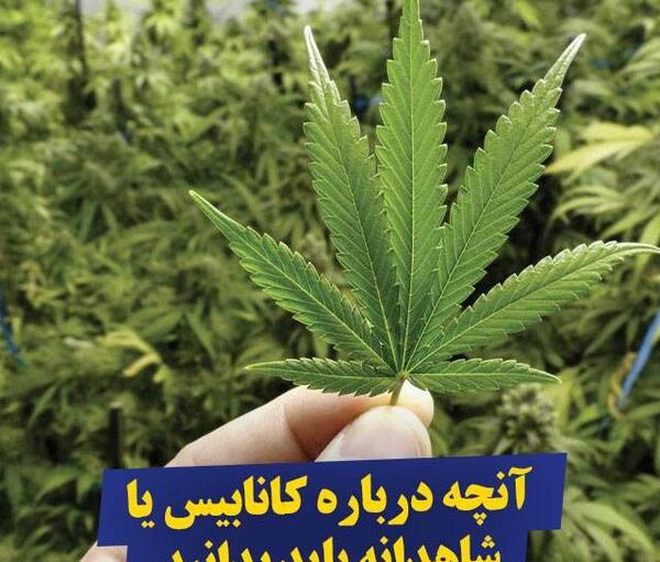 عکس کاشت ماری جوانا