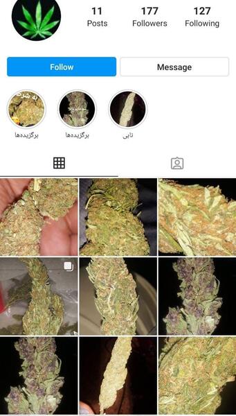 عکس کاشت ماری جوانا