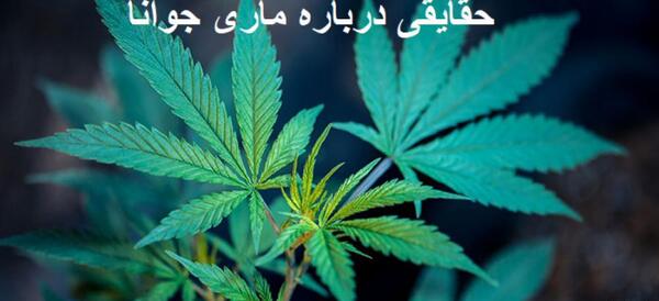 عکس کاشت ماری جوانا
