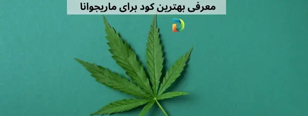 عکس کاشت ماری جوانا