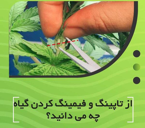 عکس کاشت ماری جوانا