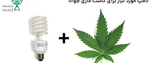 عکس کاشت ماری جوانا