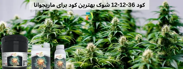عکس کاشت ماری جوانا