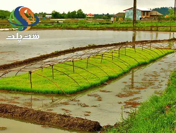 عکس مراحل کاشت برنج