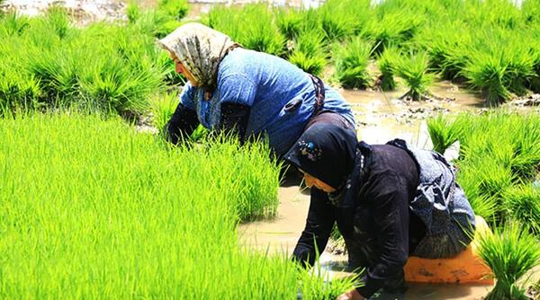 عکس مراحل کاشت برنج