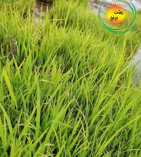 عکس مراحل کاشت برنج
