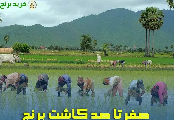 عکس مراحل کاشت برنج