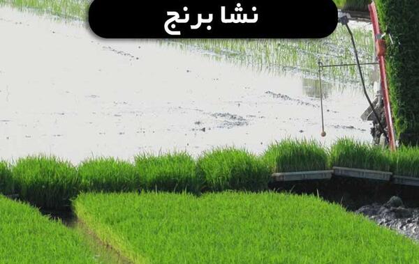 عکس مراحل کاشت برنج