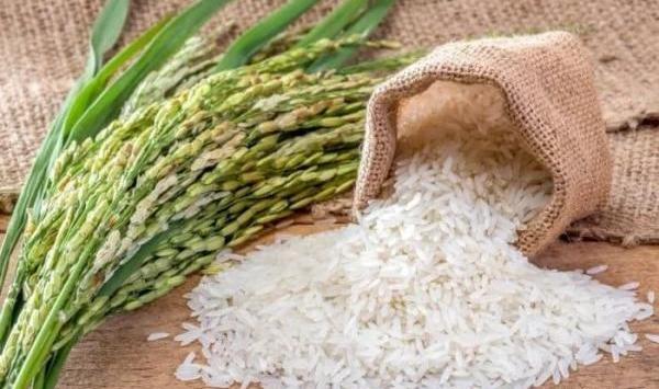 عکس مراحل کاشت برنج