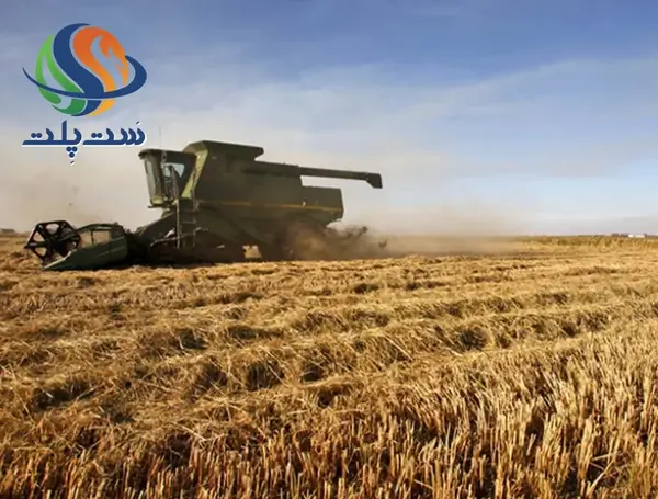 عکس از کاشت برنج