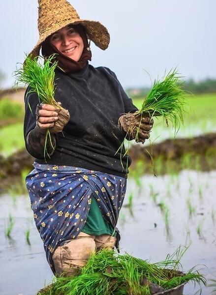 عکس از کاشت برنج