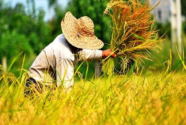 عکس از کاشت برنج