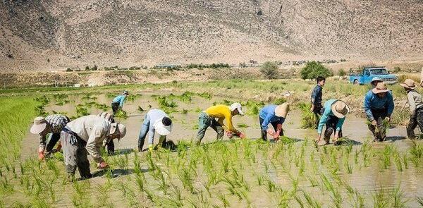عکس از کاشت برنج