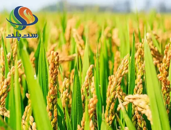 عکس از کاشت برنج