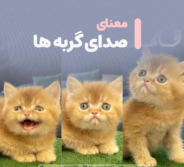 عکس کارتون گربه نره