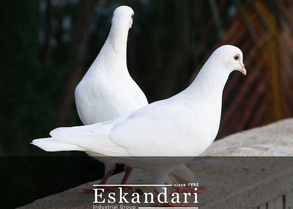 عکس بچه ی یاکریم