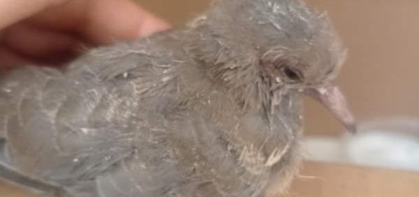 عکس بچه ی یاکریم
